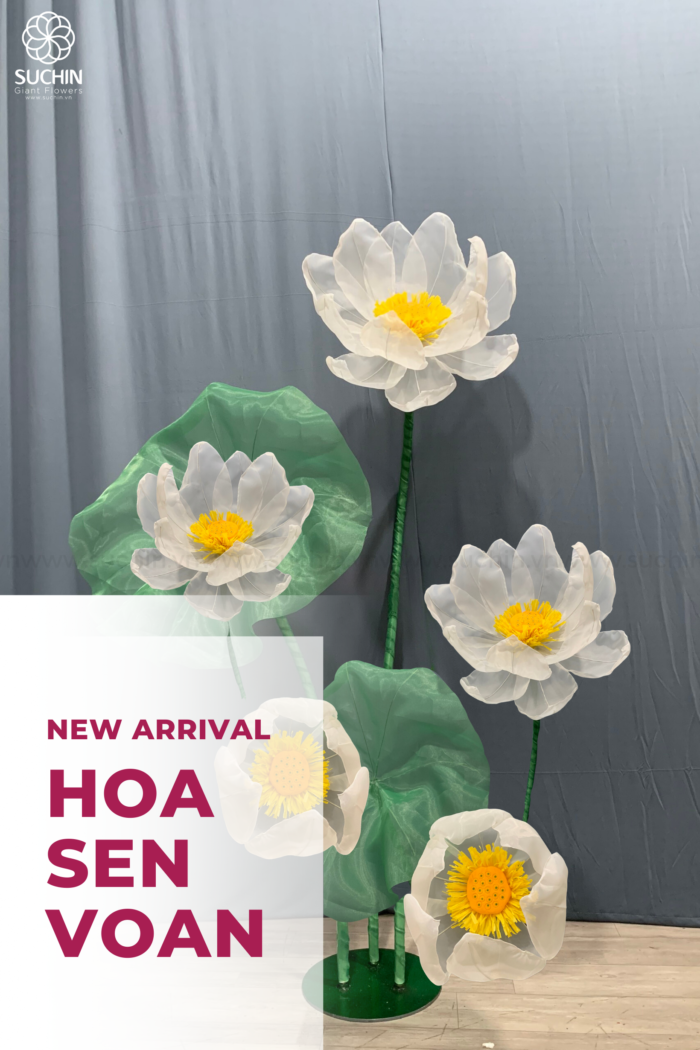 hoa sen vải voan